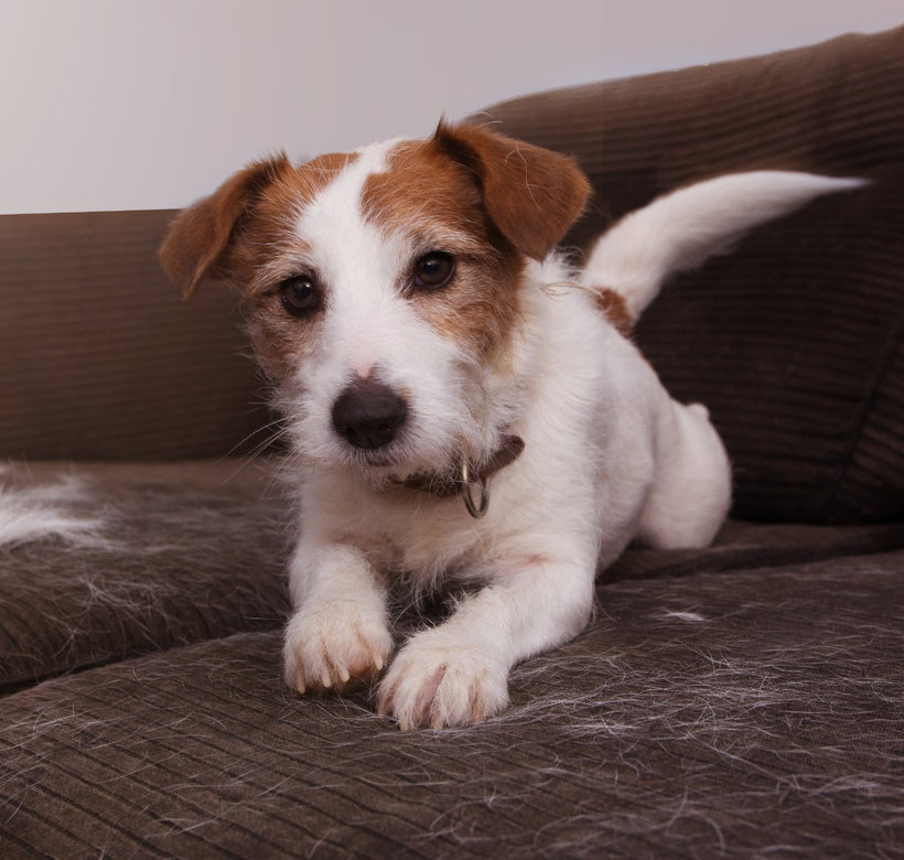 Furniture Guidelines for Pet Parents: How to Choose Pet-Friendly Furniture